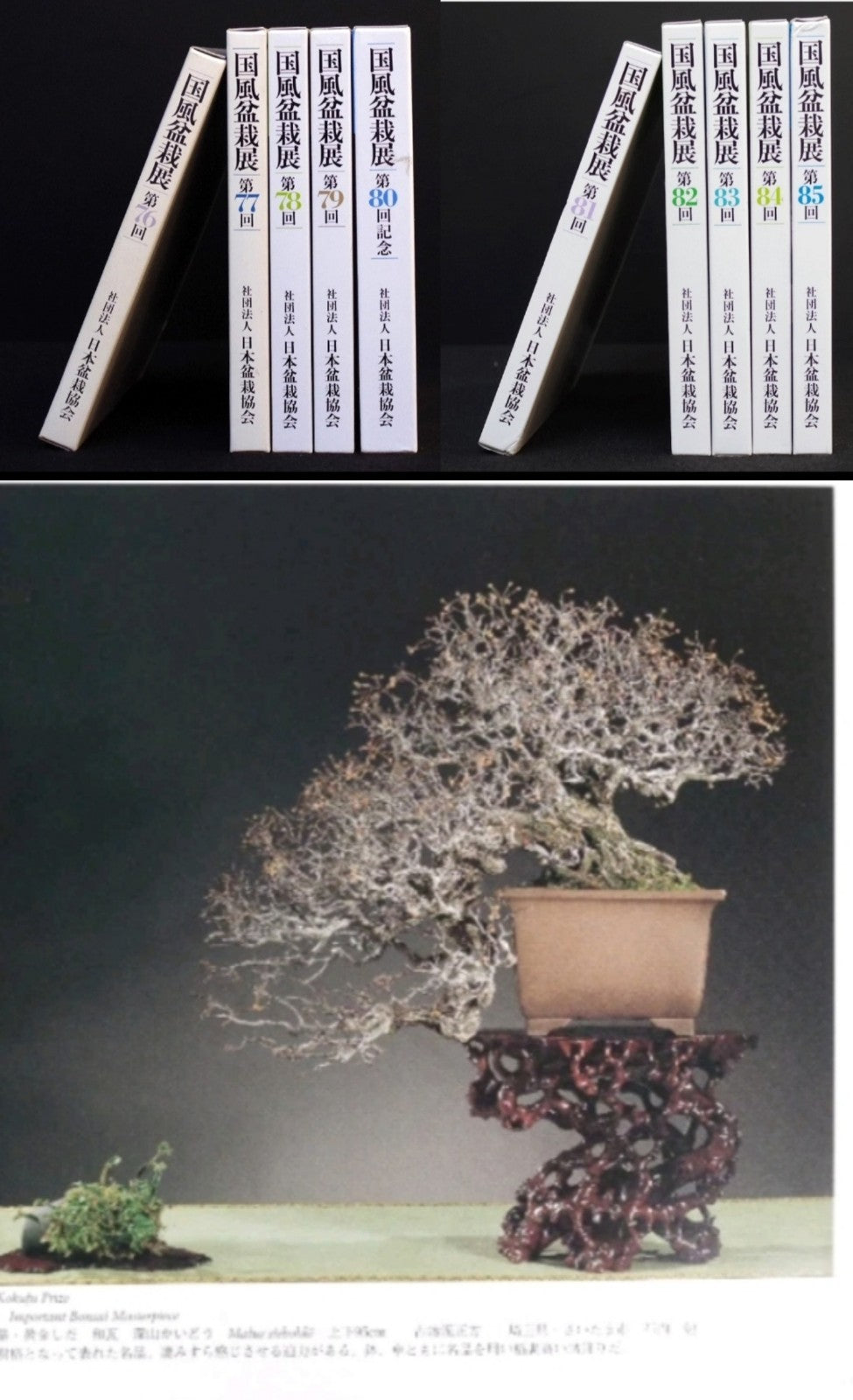 コナシ 盆栽 In-Stock Japanese Bonsai Pots | Enshu Yoshidaya